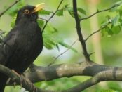 pájaro negro significado espiritual
