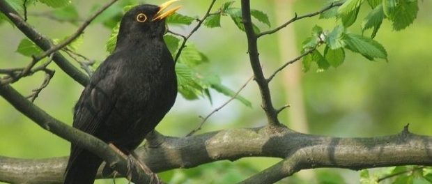 pájaro negro significado espiritual
