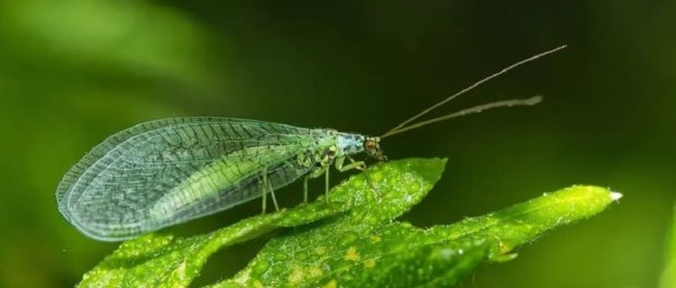 crisopa verde significado espiritual