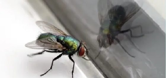 moscas significado espiritual
