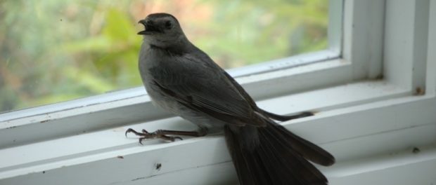 Que significa cuando un pájaro canta en tu casa