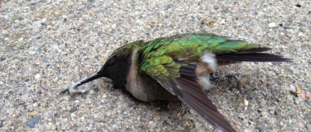 colibrí muerto significado