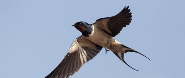 Adivinacion por el vuelo de las aves