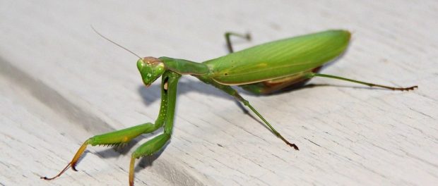 Que significa encontrar una mantis religiosa en tu casa