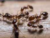 Significado esoterico de hormigas en casa