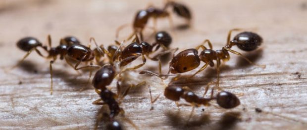 Significado esoterico de hormigas en casa