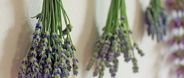 Para que sirve la lavanda espiritualmente