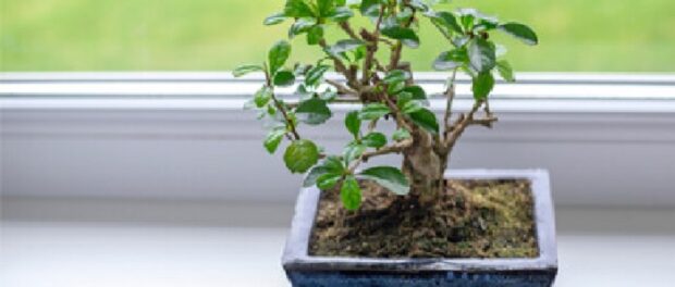 bonsai significado espiritual