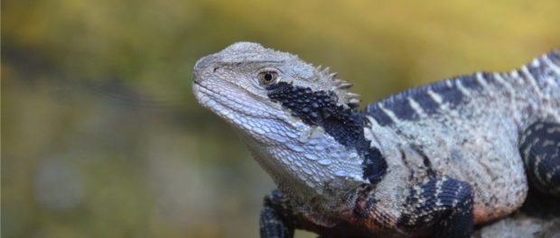 Significado de lagarto en la Biblia 