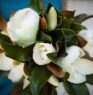 Magnolia significado espiritual, propiedades mágicas y simbolismo