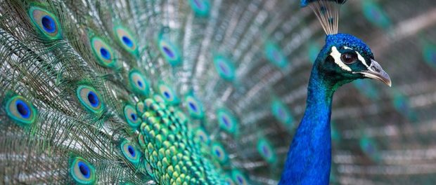 pavo real significado espiritual maya