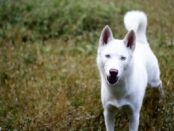 perro blanco significado espiritual