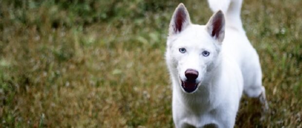 perro blanco significado espiritual