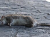 que significa ver una rata muerta en la calle que significa encontrar una rata muerta en la calle significado espiritual de encontrar una rata muerta ver rata muerta significado espiritual que significa ver una rata viva que significa ver una rata en la calle