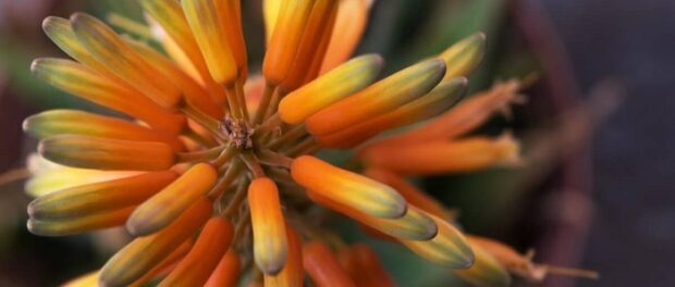 significado esotérico de la flor de la sábila