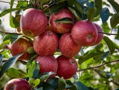 significado esoterico de la manzana