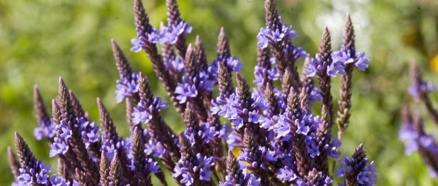 verbena usos magicos