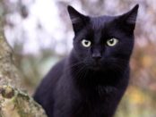 Gato negro significado espiritual