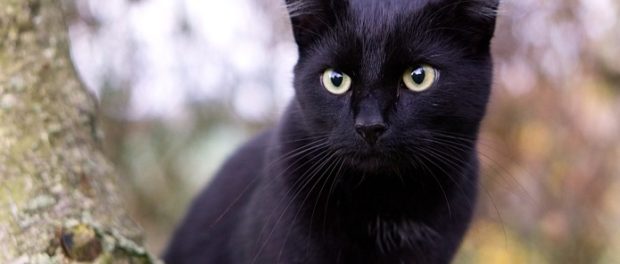 Gato negro significado espiritual