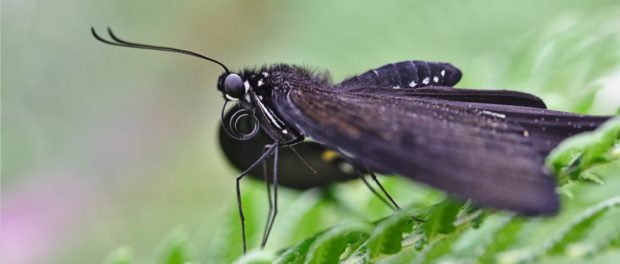 mariposa negra significado espiritual