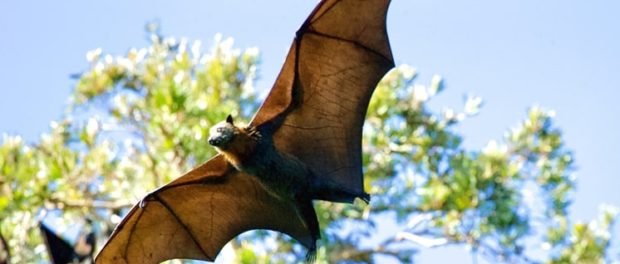 que significa el murciélago en la brujería