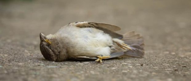 que significa encontrar un pájaro muerto en tu casa