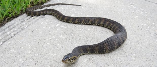 qué significa encontrarse una serpiente en el camino