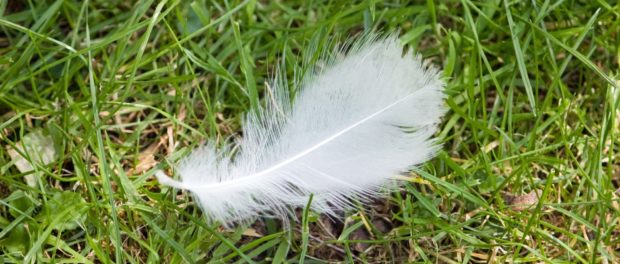 qué significa encontrar una pluma blanca