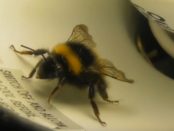 significado espiritual de las abejas en casa