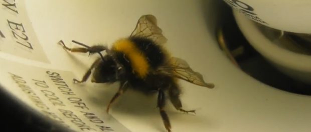 significado espiritual de las abejas en casa