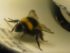 significado espiritual de las abejas en casa