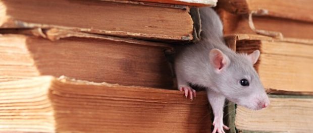 significado espiritual de ratones en casa