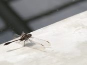 una libélula visito mi casa que significa