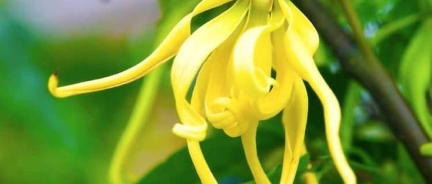 ylang ylang propiedades esotéricas