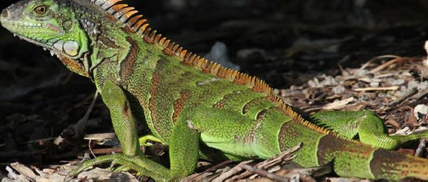 iguana significado espiritual