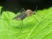mosquito significado espiritual