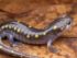 Salamandra significado espiritual