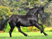 caballo negro significado espiritual
