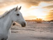 caballo blanco significado espiritual
