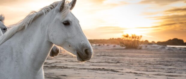 caballo blanco significado espiritual