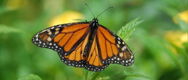 mariposa monarca significado espiritual