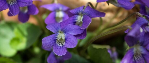 violeta propiedades mágicas