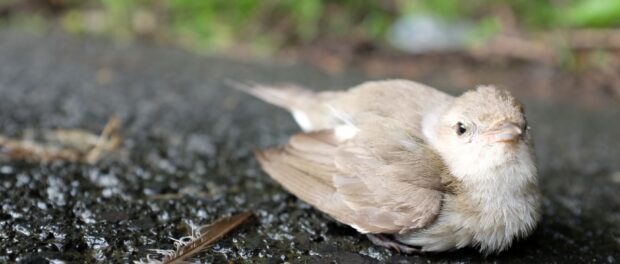 que significa encontrar un pájaro herido