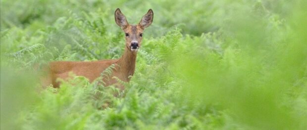 venado significado espiritual