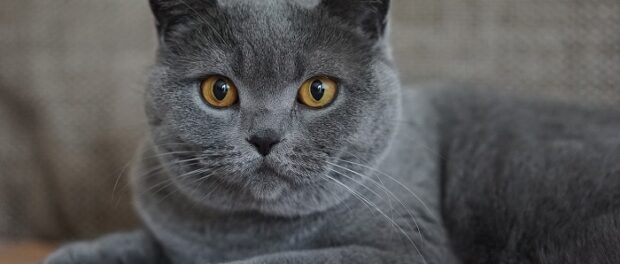 gato gris significado espiritual