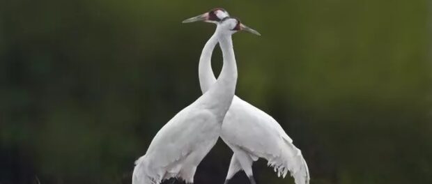 grulla significado espiritual