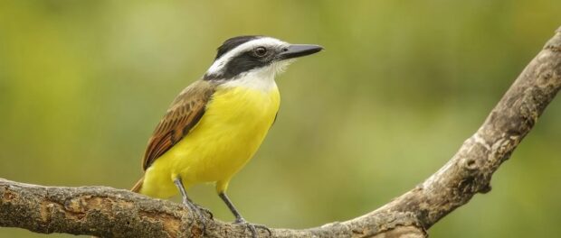 pájaro pecho amarillo significado espiritual