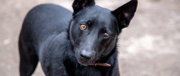 perro negro significado espiritual