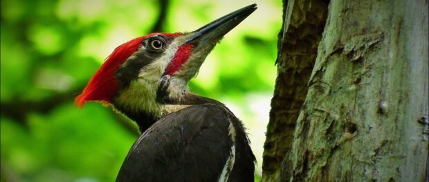 que significa ver un pájaro carpintero