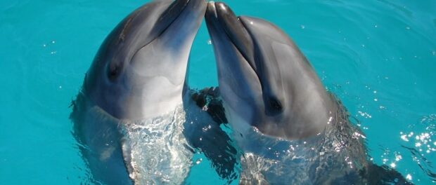 delfín significado espiritual